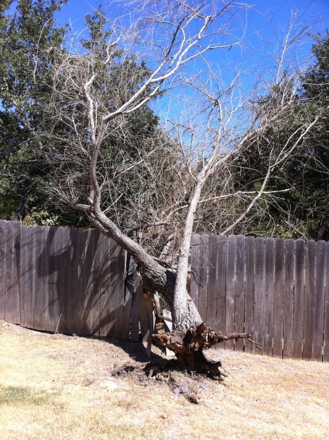 2011-09-06-Dead Wheeping Willow-03 CC Outdoors.jpg